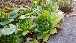 多汁,多肉植物,自然