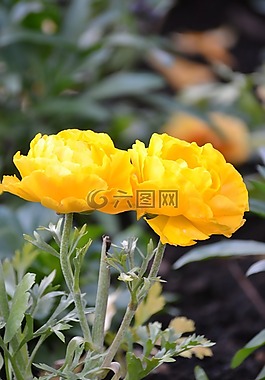 花,黃色,關閉