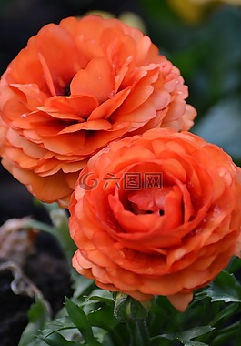 花,橙,盛開(kāi)