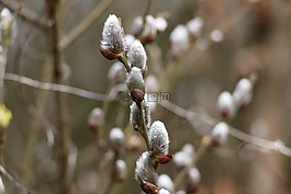 性質(zhì),軟,植物