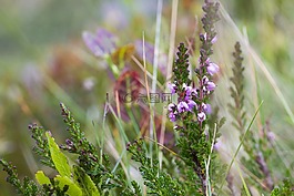 heather,粉紅色的花,阿爾卑斯的花
