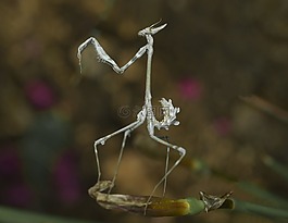 自然,戶外,花