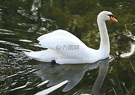 天鵝,游泳,水