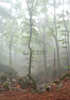 森林,性質(zhì),樹木