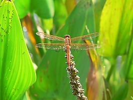 蜻蜓,昆蟲,性質(zhì)