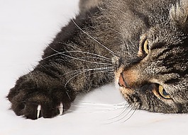 猫,挪威森林猫,爪