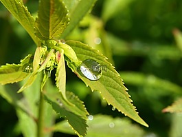 一滴水,滴,雨