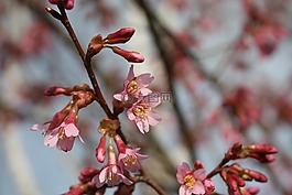 春天,粉紅色,花卉