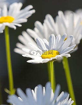 鮮花,白,雛菊