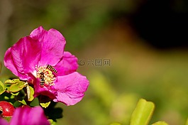 花,粉紅色,自然