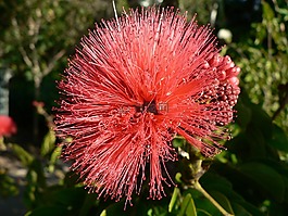 粉扑,花,厂