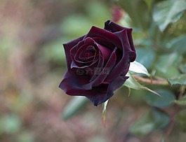玫瑰,花,花的