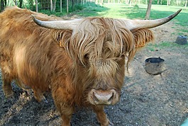 牛,動物,反芻動物