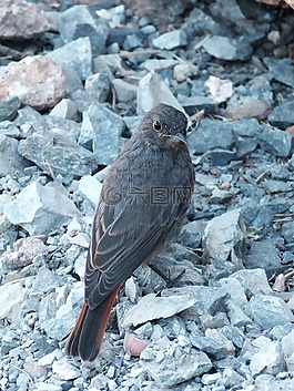 phoenicurus ochruros,赭紅尾鴝,熏制