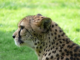 貓,捕食,動(dòng)物園