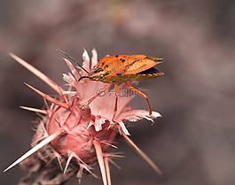 自然,葉,植物區(qū)系