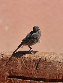 phoenicurus ochruros,赭紅尾鴝,熏制
