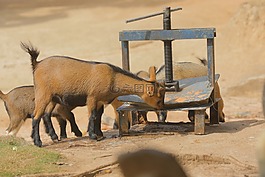 山羊,動物