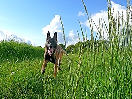 狗,瑪利諾犬,比利時牧羊犬