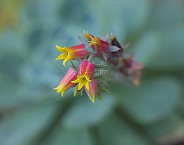 花,自然,植物區(qū)系