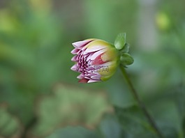 自然,花,戶外