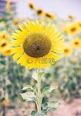 向日葵,黃色的花,性質
