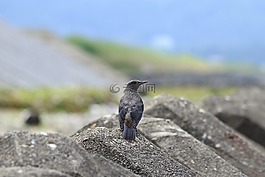 動(dòng)物,海,海灘