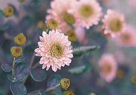 花,植物區(qū)系,自然