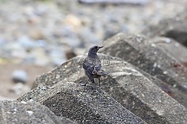 動物,海,海灘