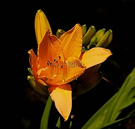 橙色黃花菜,常年,花