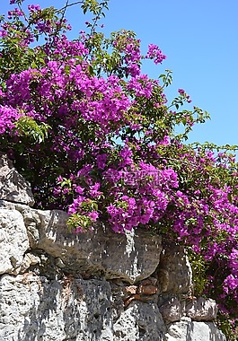 鮮花,bourgonvillea,砂石