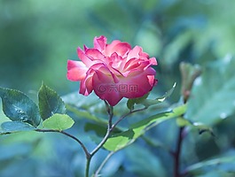 花,自然,植物區(qū)系
