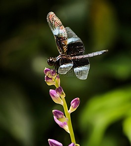 蜻蜓,昆蟲,動物