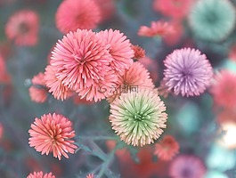 花,自然,植物區(qū)系