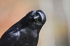 烏鴉,頭傾斜,鳥(niǎo)