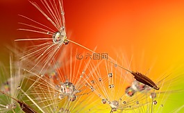 蒲公英,水滴,自然