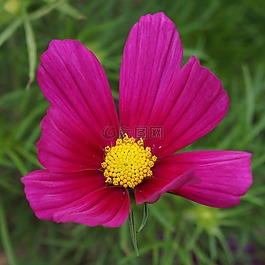 宇宙,宇宙花,紅色的花