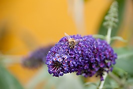 蜜蜂,花園,紫色