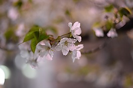 櫻桃,櫻花,日本