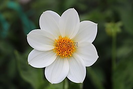 花,自然,花瓣