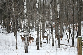 鹿,自然,野生動物