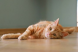 猫,可爱,姜