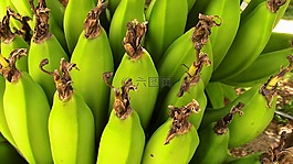 香蕉,水果,性質(zhì)