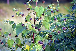 野生花卉,ragworts,雜草
