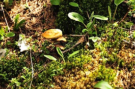 herbstimpression,森林,蘑菇