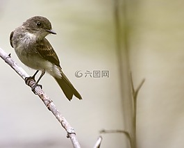 鳥,野生動(dòng)物,自然