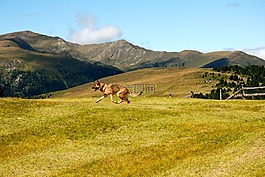 普拉托,狗,山