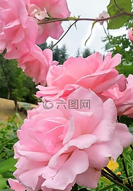 玫瑰,粉紅色,花