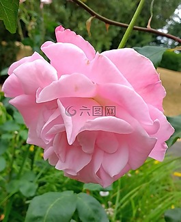 玫瑰,粉紅色,花