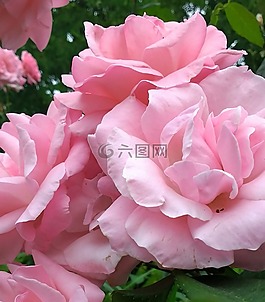 玫瑰,粉紅色,花